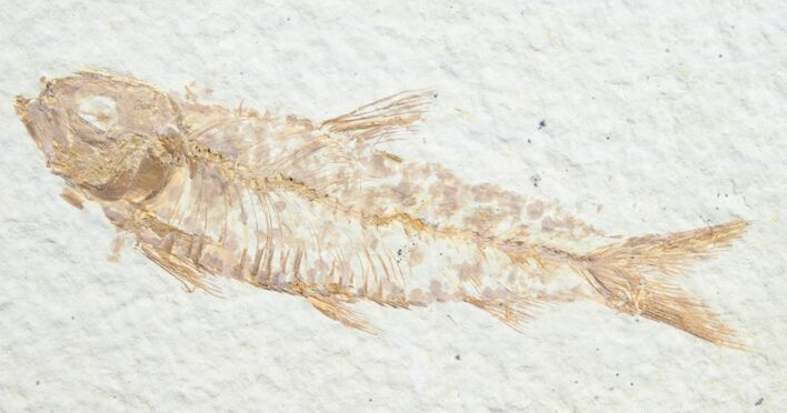 Knightia Fossil Fish - Wyoming #7554